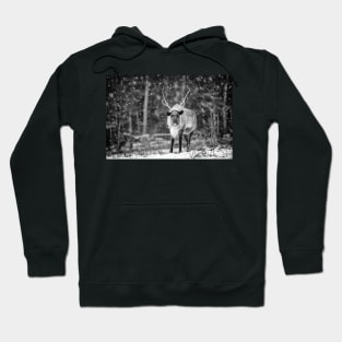 Caribou Hoodie